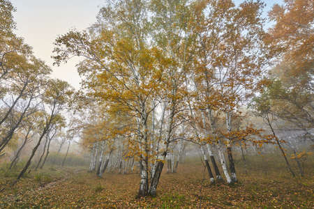 Grassland sceneryの写真素材