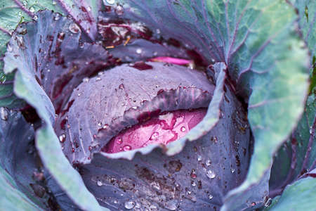 Closeup of cabbageの写真素材