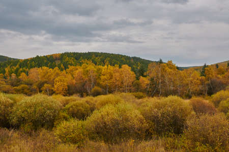 Grassland scenery