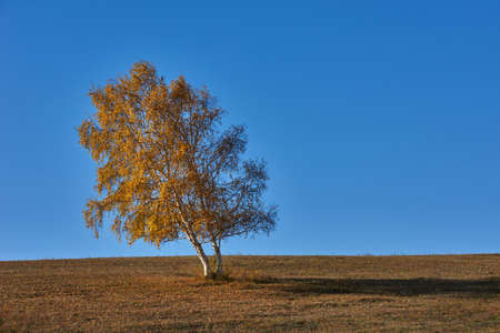 Grassland sceneryの写真素材