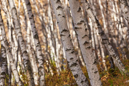 Grassland scenery on the damの写真素材