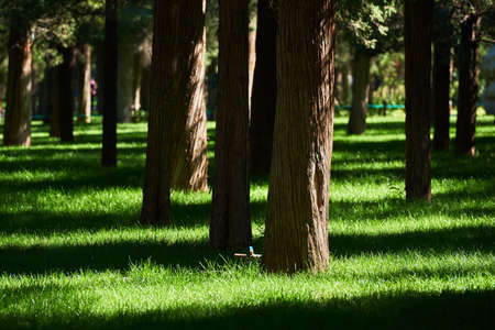 Closeup of trees