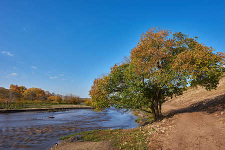 Trees by the river