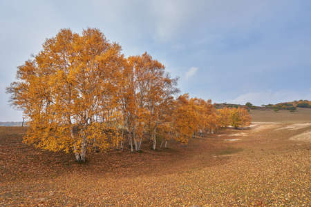 Trees in the fround