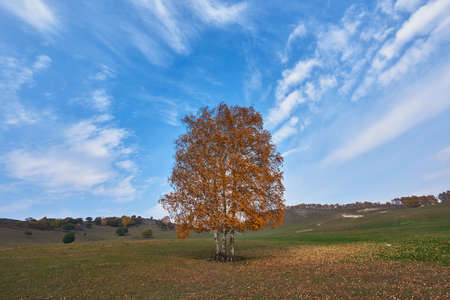 Trees in the lawnの写真素材