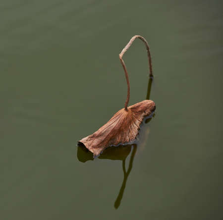 Dead lotus leaf in the water