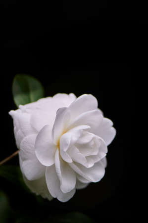 White roseの写真素材