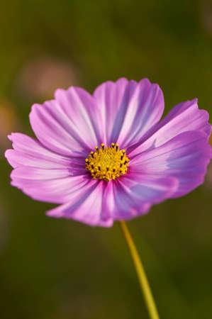 galsang flower