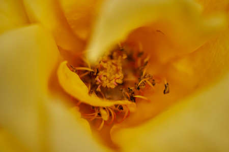 Yellow flower close upの写真素材