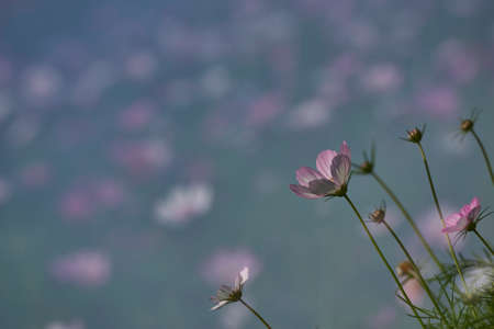 galsang flower