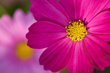 galsang flower