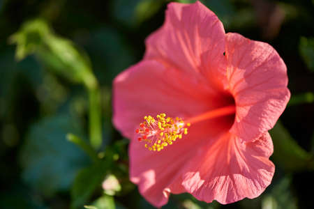 Hibiscus flowerの写真素材