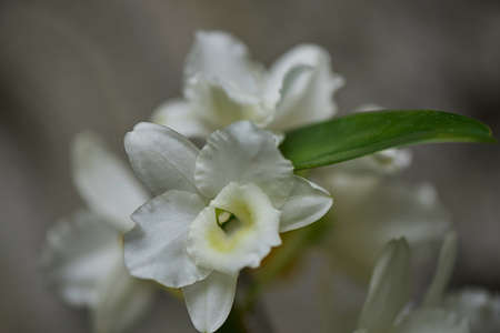 orchid