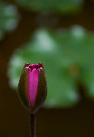 lotusの写真素材