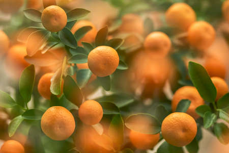 orangesの写真素材