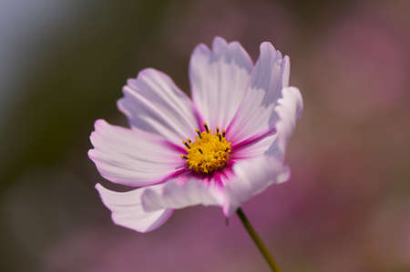 galsang flower