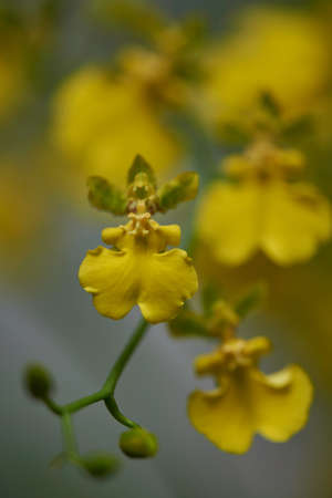 orchidの写真素材