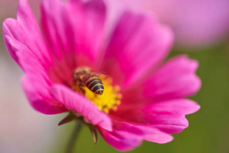 galsang flowerの写真素材