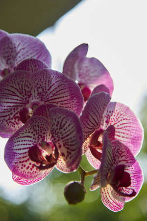 orchidの写真素材
