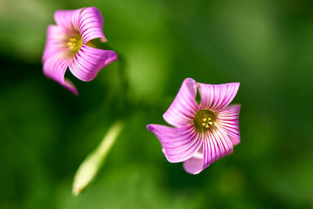 clover flowerの写真素材