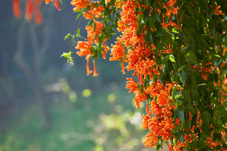 Flower buds on a tree