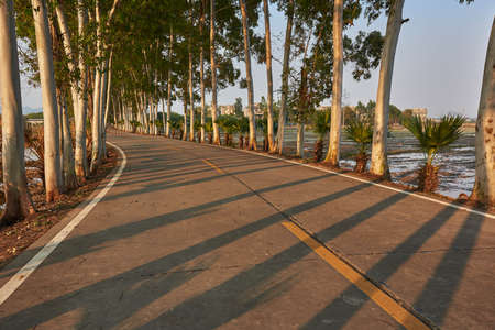 Trees along an empty roadの写真素材