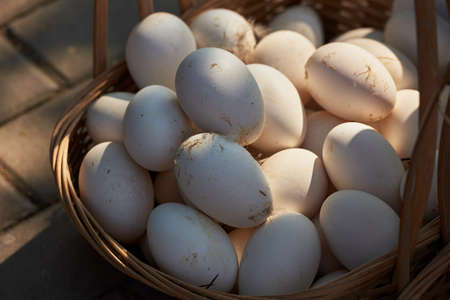 Eggs in a basketの写真素材