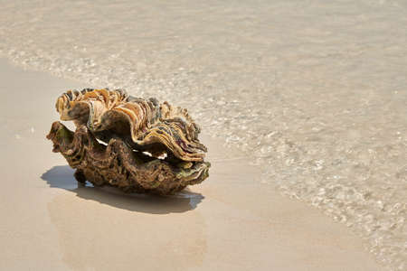 Clam shells at the beachの写真素材