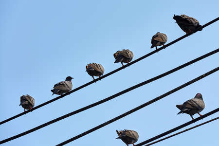 Low angle view of pigeons perching on powerlinesの写真素材