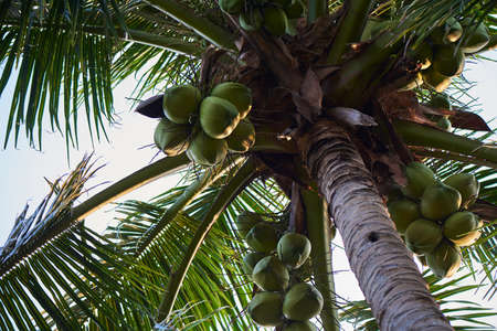 coconut tree