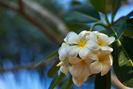Frangipani flowersの写真素材