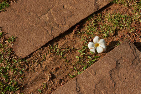 Frangipani flower on the floorの写真素材