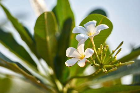 Frangipani flowersの写真素材