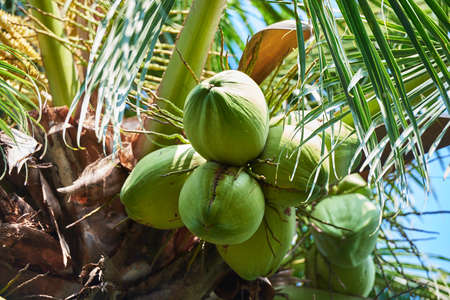 Coconut close upの写真素材