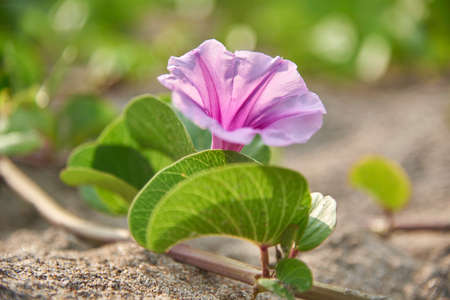 Saddle flowerの写真素材