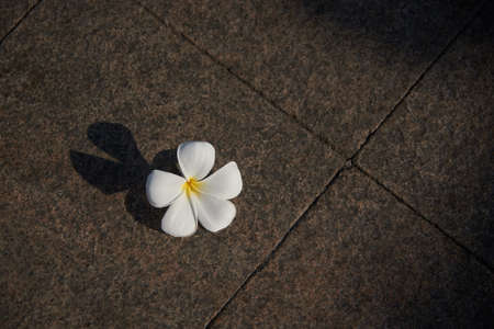 Frangipani flowers on the floorの写真素材