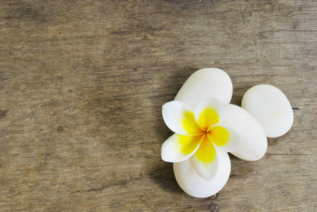 Frangipani  flower and Rock on woodの写真素材