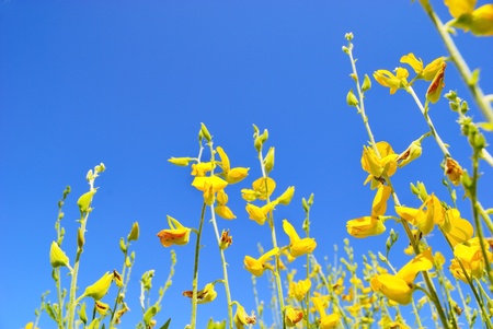 yellow field and blue sky in morningの写真素材