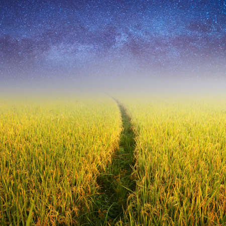 Way in Green rice fields and Star night for backgroundの写真素材