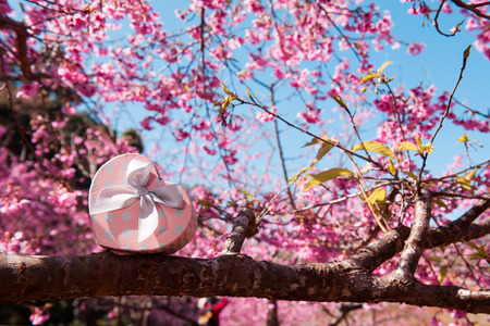 Pink Heart gift box on tree and flower for background.の写真素材