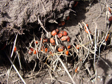 Image of Firebug bug insect red soil