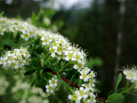 Image of photography bush Spirea flower macro