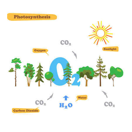Illustration of photosynthesis - infographics of the photosynthesis process. Infographics in flat style.のイラスト素材