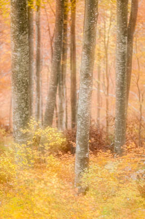 dream forest autumnの写真素材