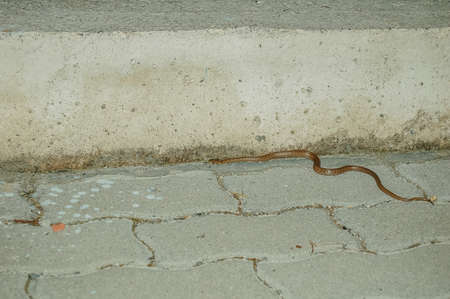 Four-lined snake in the night