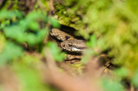 viper in the hole