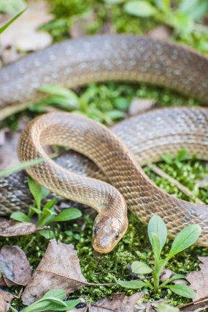 Aesculapian snake twistedの写真素材