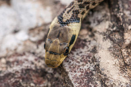 Green whip snake head, hidden in the rocksの写真素材