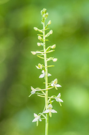 larger butterfly orchid, wild orchid, butterfly-orchid is similar to a lesser butterfly-orchidの写真素材