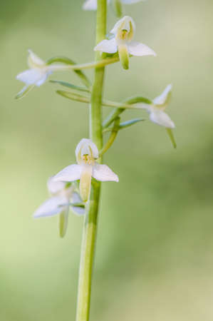 larger butterfly orchid, wild orchid, butterfly-orchid is similar to a lesser butterfly-orchidの写真素材